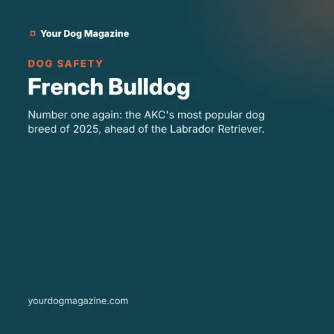 French Bulldog