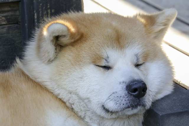 Akita dog