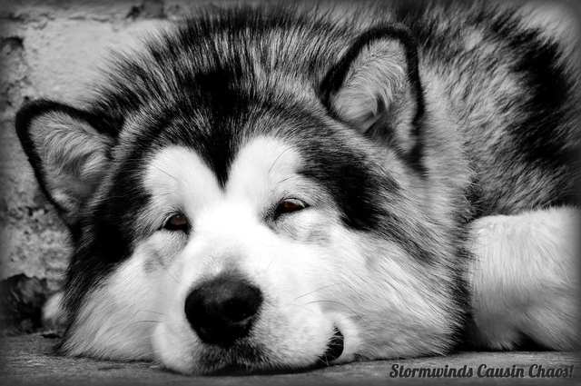 Alaskan Malamute dog