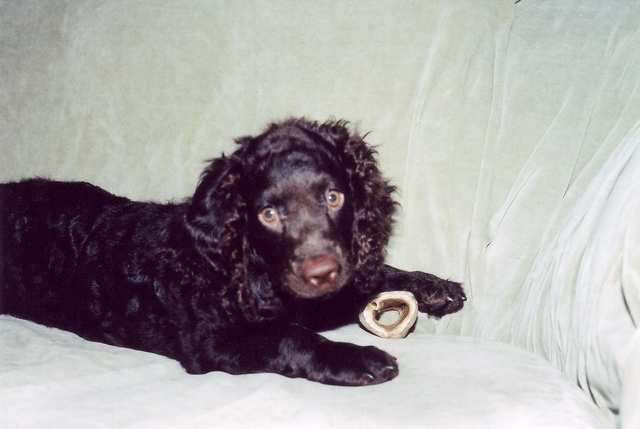 American Water Spaniel dog