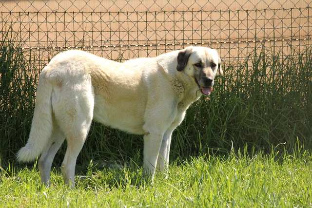 Anatolian Shepherd Dog dog