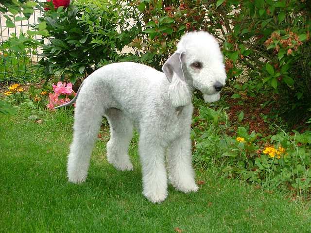 Bedlington Terrier dog