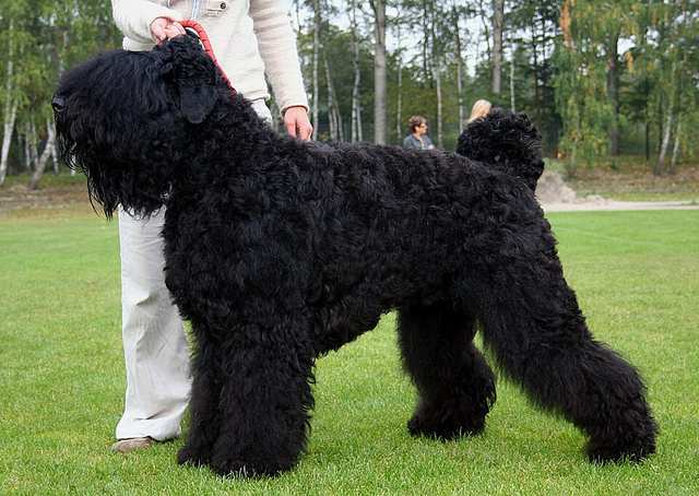 Black Russian Terrier dog