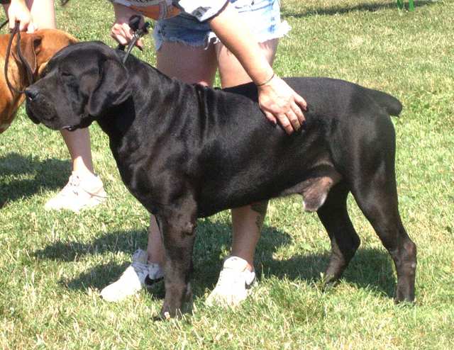 Boerboel dog