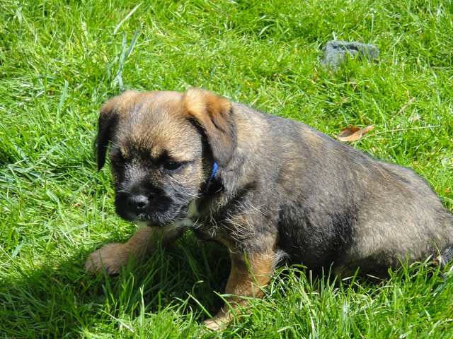 Border Terrier dog