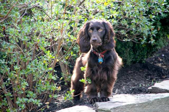 Boykin Spaniel dog