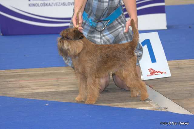 Brussels Griffon dog