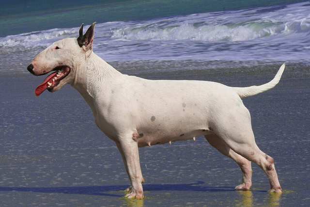 Bull Terrier dog