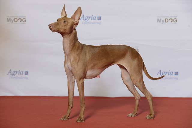 Cirneco dell'Etna dog