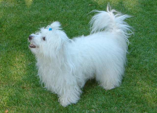 Coton de Tulear dog
