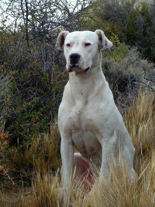 Dogo Argentino dog