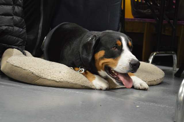 Entlebucher Mountain Dog dog