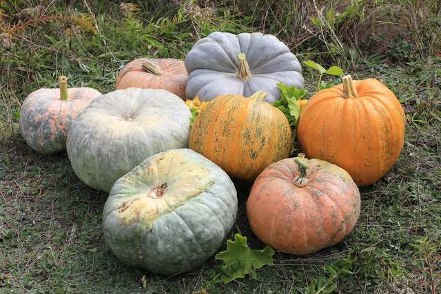 Pumpkin