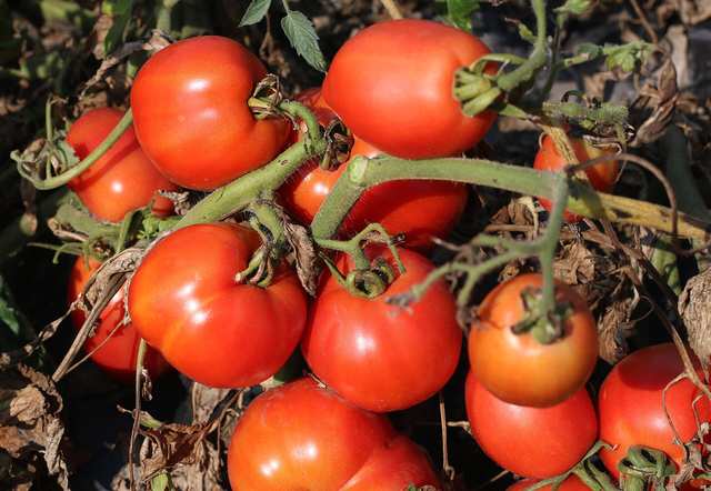 Tomatoes