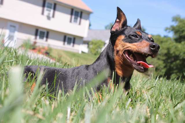 German Pinscher dog