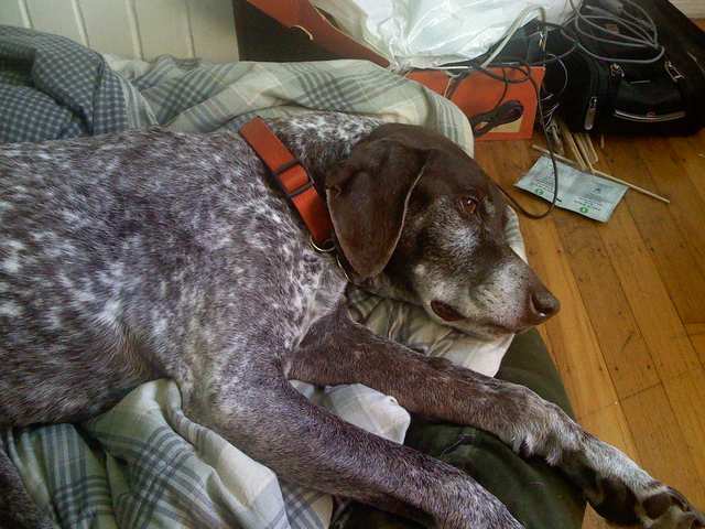 German Shorthaired Pointer dog