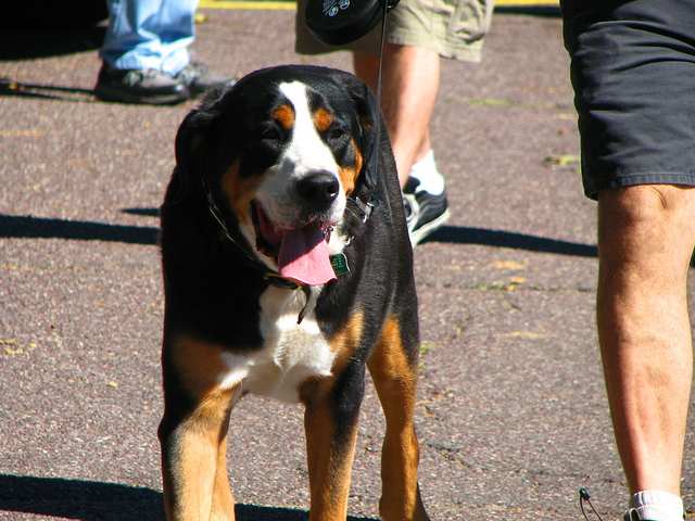 Greater Swiss Mountain Dog dog