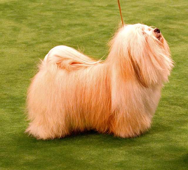 Havanese dog