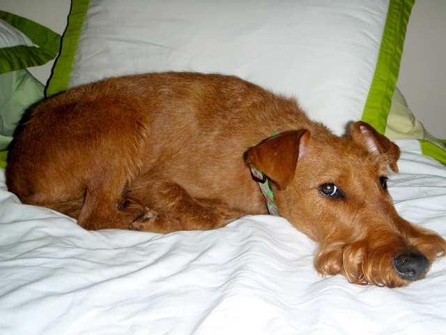 Irish Terrier dog