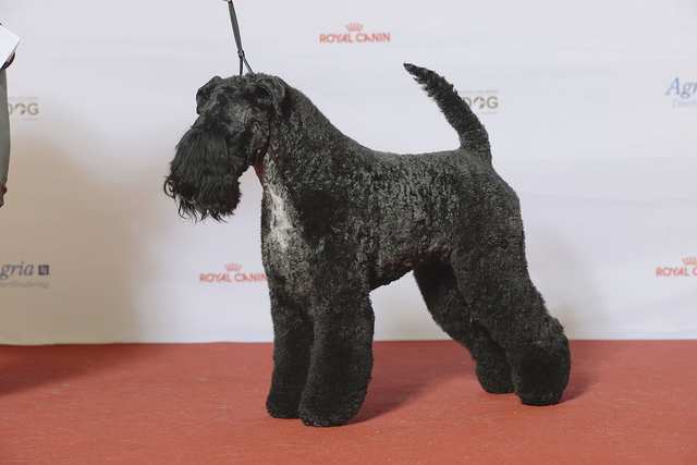 Kerry Blue Terrier dog