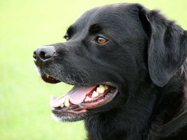 Labrador Retriever dog