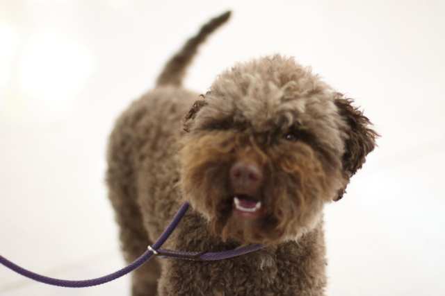 Lagotto Romagnolo dog