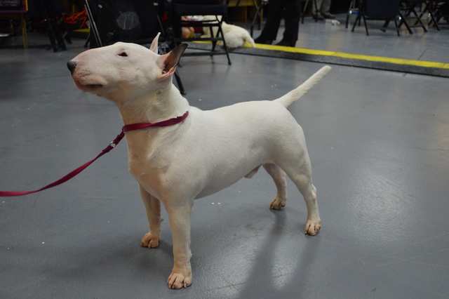 Miniature Bull Terrier dog