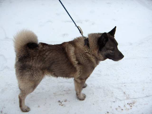 Norwegian Elkhound dog