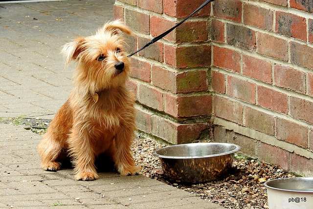 Norwich Terrier dog