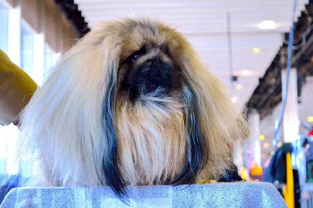 Pekingese dog