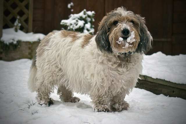 Petit Basset Griffon Vendeen dog
