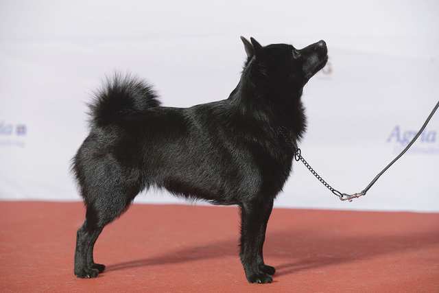 Schipperke dog