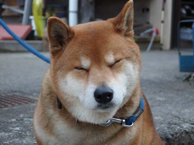 Shiba Inu dog