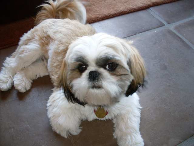 Shih Tzu dog