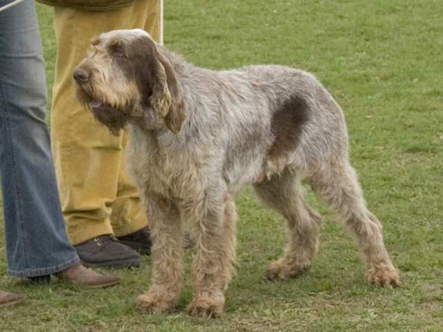 Spinone Italiano dog