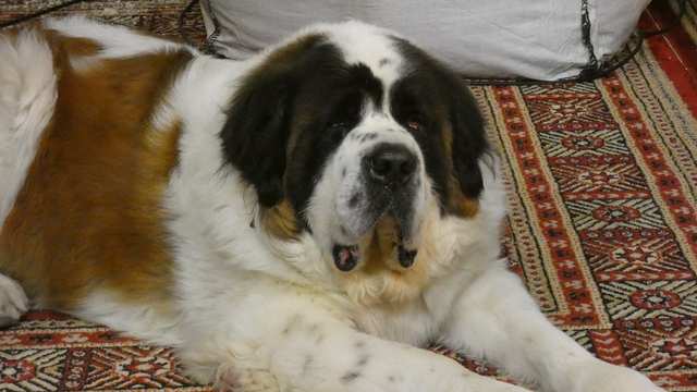 Saint Bernard dog