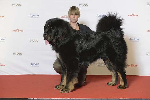 Tibetan Mastiff dog