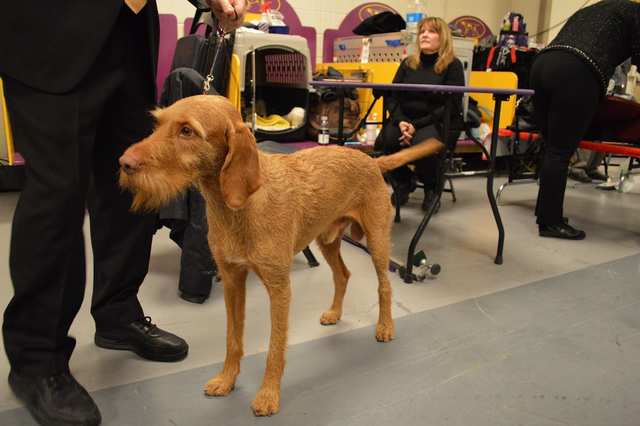 Wirehaired Vizsla dog