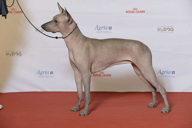 Xoloitzcuintli dog